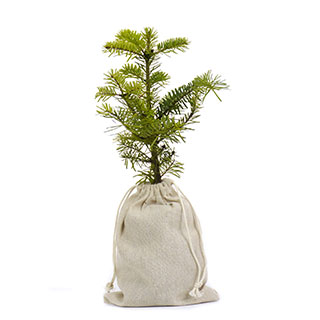 arbre de noel - sapin de nordmann en motte -pochon